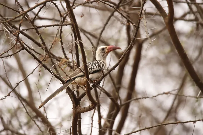 Framed Print : A savannah hornbill (Tockus erythrorhynchus) sits hidden in a branch of the Ngutuni Wildlife Conservancy in Kenya Framed Print : A savannah hornbill (Tockus erythrorhynchus) sits hidden in a branch of the Ngutuni Wildlife Conservancy in Kenya