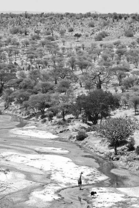 Framed Print : Savannah landscape, masai mara national park