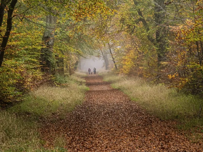 Framed Print : Savernake Forest in Autumn