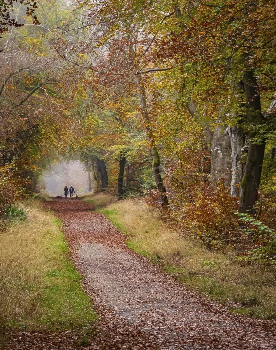 Framed Print : Savernake Forest in Autumn Framed Print : Savernake Forest in Autumn