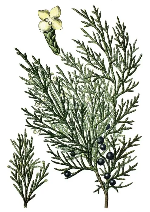 Framed Print : Savin Juniper or Savin (Juniperus sabina) Framed Print : Savin Juniper or Savin (Juniperus sabina)
