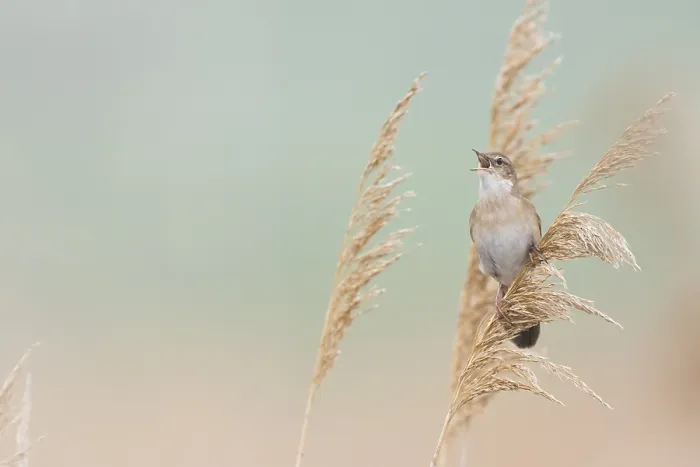 Framed Print : Savis Warbler - Rohrschwirl - Locustella luscinoides Framed Print : Savis Warbler - Rohrschwirl - Locustella luscinoides
