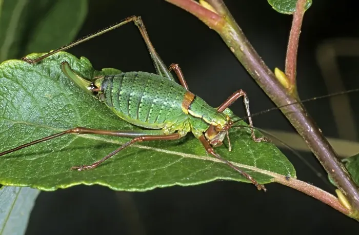 Framed Print : Saw-tailed Bush-cricket (Barbitistes serricauda)