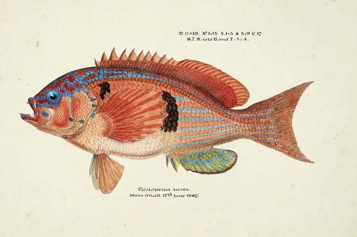 Framed Print : Sawfish, Caesioperca rasor, a saltwater fish of the subfamily of the bannerfish, fish, reproduction of an original, by Frank Edward Clarke (b. 1849, d. 1899), ichthyologist and scientific draughtsman Framed Print : Sawfish, Caesioperca rasor, a saltwater fish of the subfamily of the bannerfish, fish, reproduction of an original, by Frank Edward Clarke (b. 1849, d. 1899), ichthyologist and scientific draughtsman