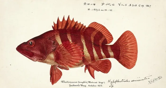 Framed Print : Sawfish, Hypoplectrodes semicinctum, genus of marine ray-finned fish belonging to the family Anthiadidae, fish, reproduction of an original, by Frank Edward Clarke (b. 1849, d. 1899), ichthyologist and scientific draughtsman
