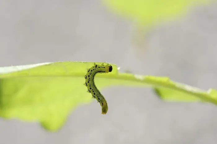 Framed Print : Sawfly, larva (Craesus septentrionalis)