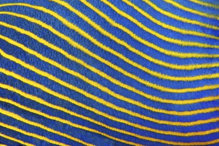 Framed Print : Scale, Detail, emperor angelfish (Pomacanthus imperator)