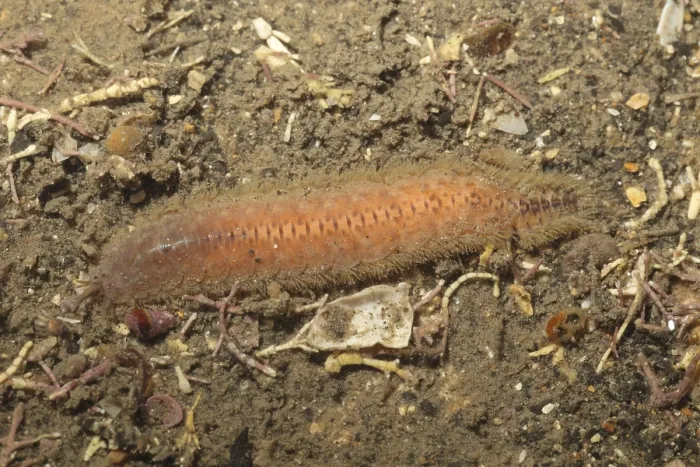 Framed Print : Scale Worm (Lagisca extenuata) adult