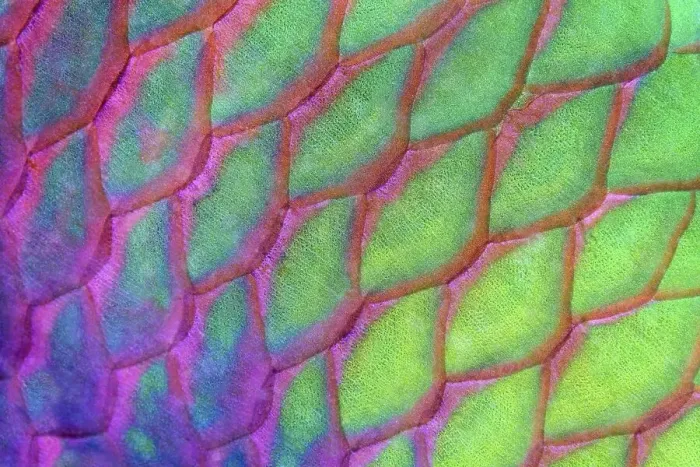 Framed Print : Scales, Rusty parrotfish (Scarus ferrugineus) Framed Print : Scales, Rusty parrotfish (Scarus ferrugineus)