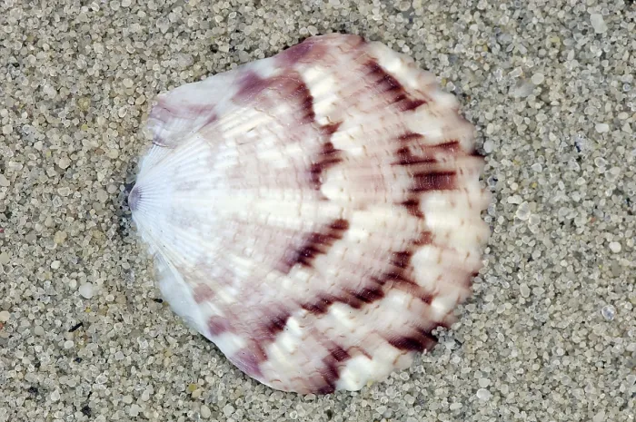 Framed Print : Scallop Shell, France (Chlamys)