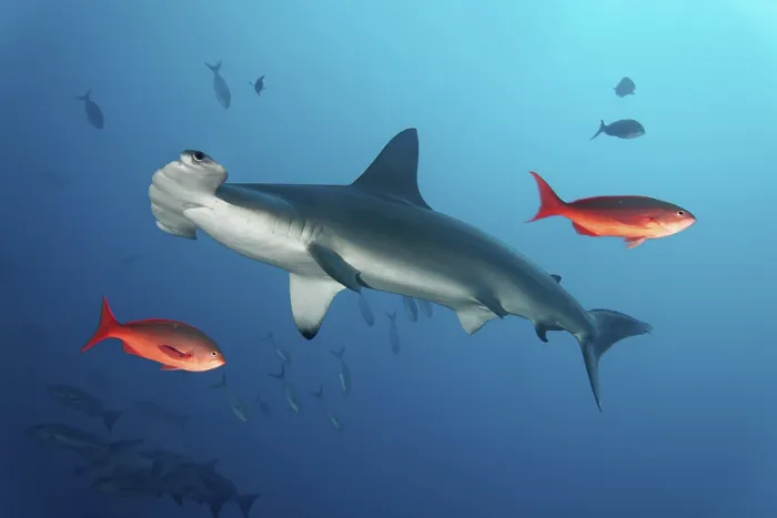 Framed Print : Scalloped hammerhead, also bronze Framed Print : Scalloped hammerhead, also bronze