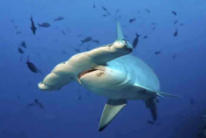 Framed Print : Scalloped Hammerhead Shark (Sphyrna lewini)