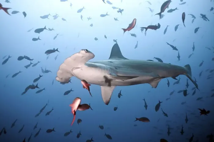 Framed Print : Scalloped hammerhead shark (Sphyrna lewini)