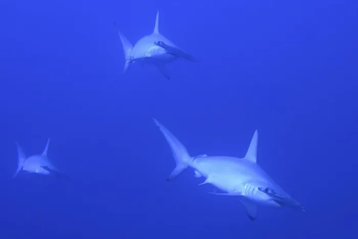 Framed Print : Scalloped hammerhead shark (Sphyrna lewini)
