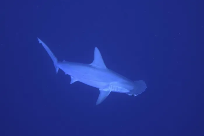 Framed Print : Scalloped hammerhead shark (Sphyrna lewini)