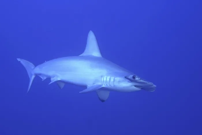 Framed Print : Scalloped hammerhead shark (Sphyrna lewini)