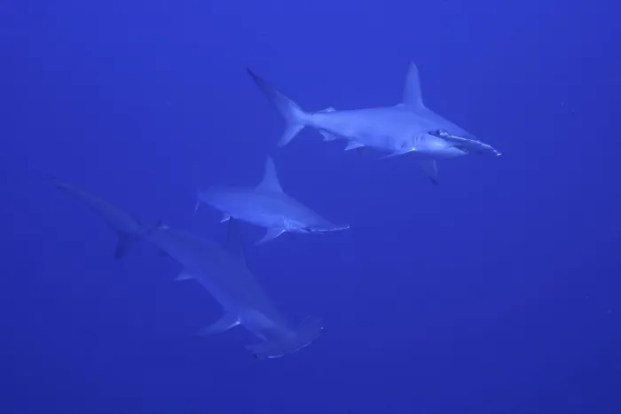 Framed Print : Scalloped hammerhead shark (Sphyrna lewini)