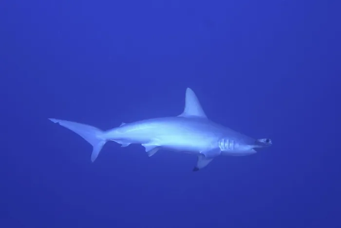 Framed Print : Scalloped hammerhead shark (Sphyrna lewini)