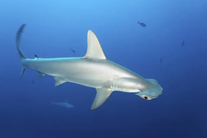 Framed Print : Scalloped Hammerhead (Sphyrna lewini) swims in the open sea