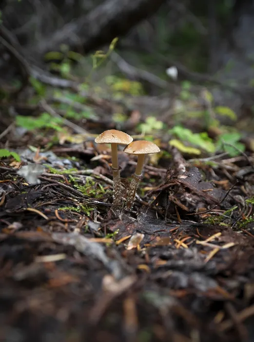 Framed Print : Scaly slipper mushroom (Leratiomyces squamosus)