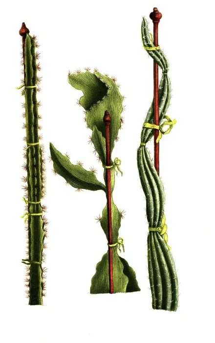 Framed Print : Scandens minor, Cereus scandens medius Framed Print : Scandens minor, Cereus scandens medius