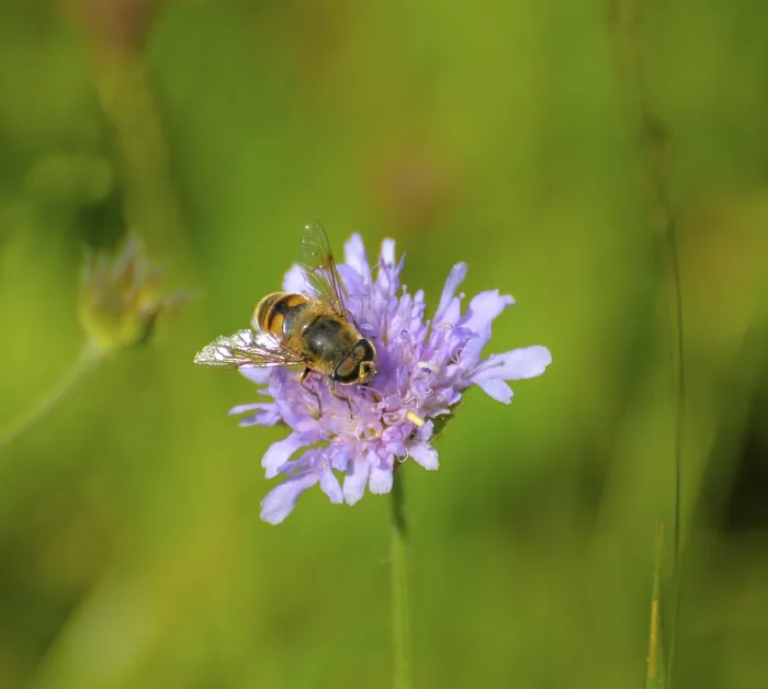 Framed Print : Scapiosa with hoverfly in the meadow Framed Print : Scapiosa with hoverfly in the meadow
