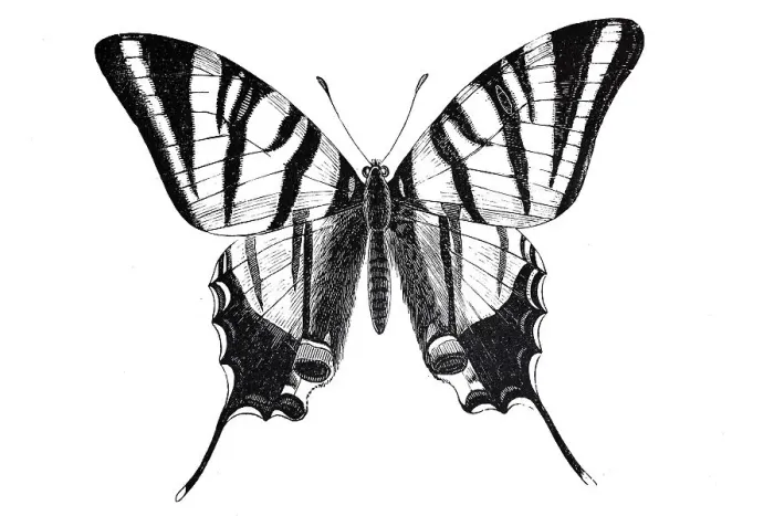 Framed Print : Scarce swallowtail (Iphiclides podalirius)