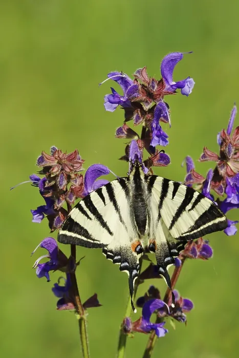 Framed Print : Scarce swallowtail (Iphiclides podalirius) Framed Print : Scarce swallowtail (Iphiclides podalirius)
