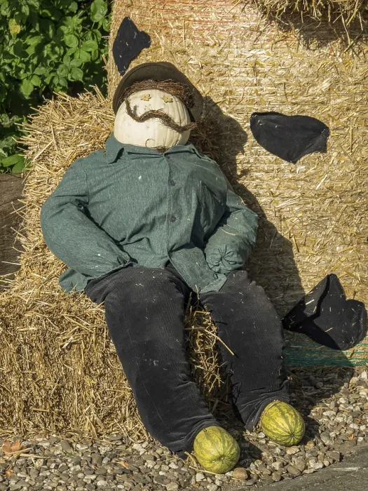 Framed Print : A scarecrow lies on a haystack next to a stone path in the garden