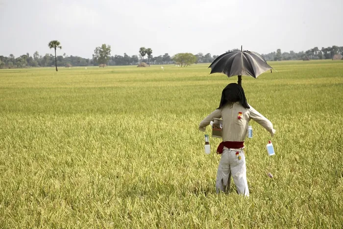 Framed Print : Scarecrow in paddy field, Tamil Nadu, India