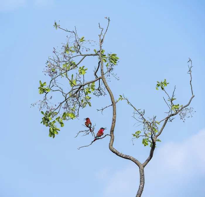 Framed Print : Scarlet Bee-eater (Merops nubicoides)
