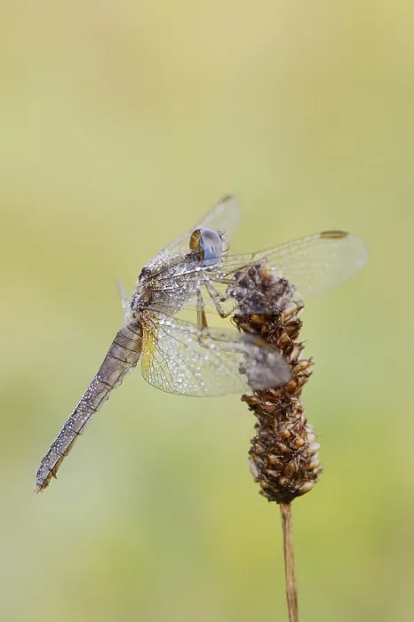 Framed Print : Scarlet Dragonfly (Crocothemis erythraea) Framed Print : Scarlet Dragonfly (Crocothemis erythraea)