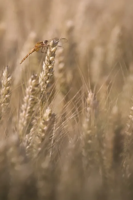 Framed Print : Scarlet Dragonfly (Crocothemis erythraea) in a wheat field Framed Print : Scarlet Dragonfly (Crocothemis erythraea) in a wheat field