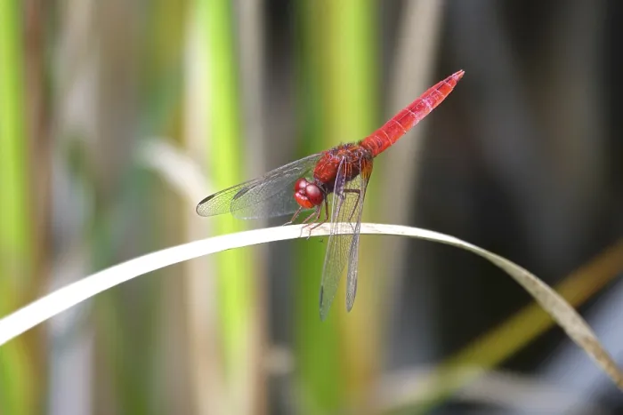 Framed Print : Scarlet Dragonfly, summer, Germany Framed Print : Scarlet Dragonfly, summer, Germany