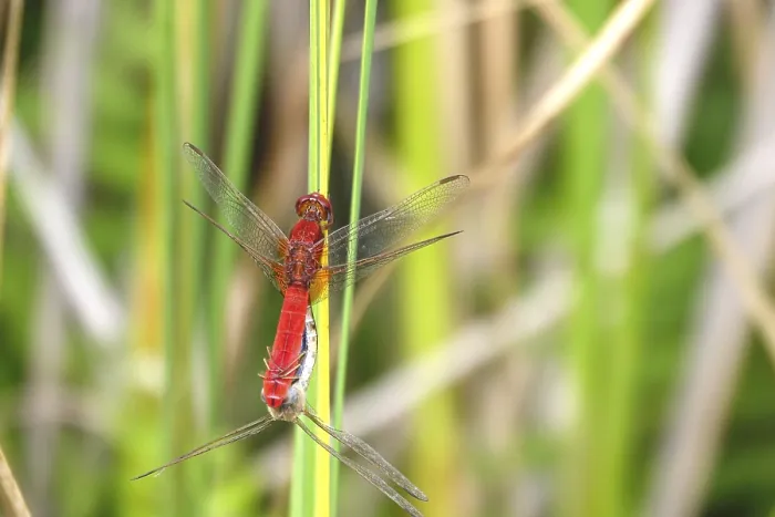 Framed Print : Scarlet Dragonfly, summer, Germany Framed Print : Scarlet Dragonfly, summer, Germany