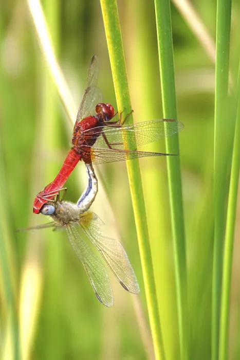 Framed Print : Scarlet Dragonfly, summer, Germany