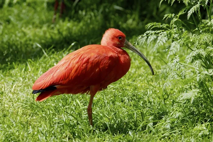 Framed Print : Scarlet Ibis (Eudocimus ruber)