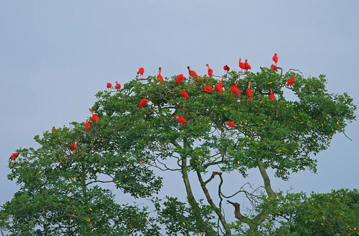 Framed Print : Scarlet Ibis (Eudocimus ruber)