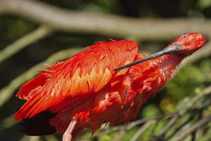 Framed Print : Scarlet ibises (Eudocimus ruber)