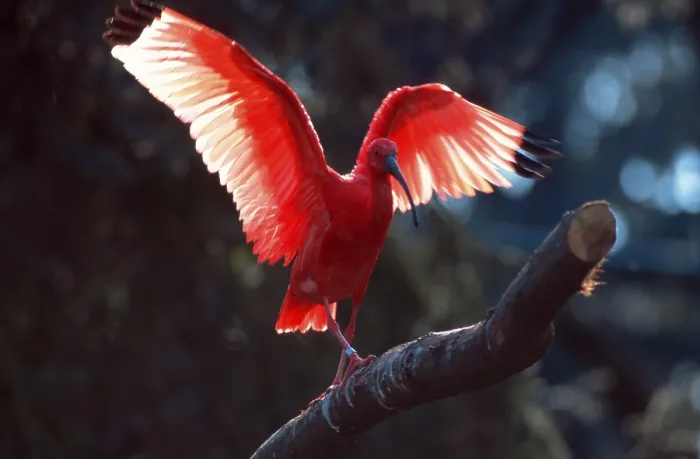 Framed Print : Scarlet ibises (Eudocimus ruber)