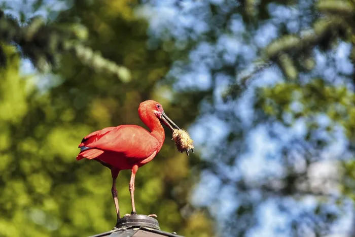 Framed Print : Scarlet ibises (Eudocimus ruber)