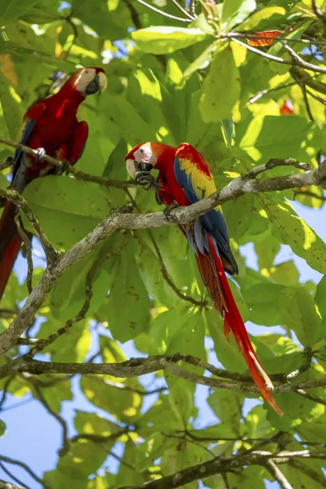 Framed Print : Scarlet Macaw (Ara macao) eating fruit in catappa tree (Terminalia catappa)