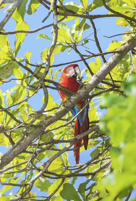 Framed Print : Scarlet Macaw (Ara macao) eating nut
