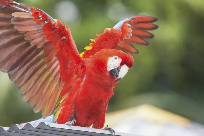 Framed Print : Scarlet Macaw (Ara macao) opening wings