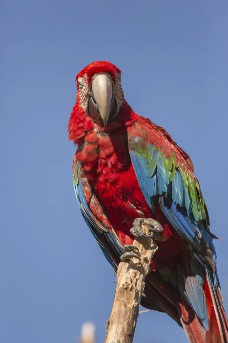 Framed Print : One scarlet macaw (Ara macao) sitting on a branch with a blue sky in the background Framed Print : One scarlet macaw (Ara macao) sitting on a branch with a blue sky in the background