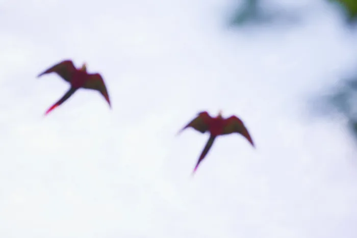 Framed Print : Scarlet Macaws (Ara macao) in flight Framed Print : Scarlet Macaws (Ara macao) in flight