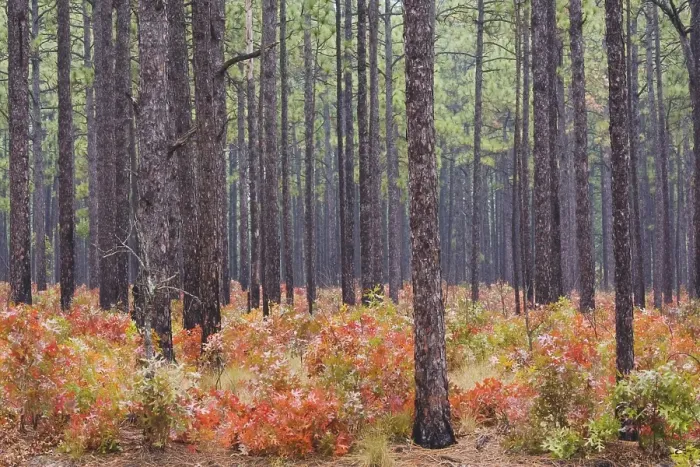 Framed Print : Scarlet Oak (Quercus coccinea) and Longleaf Pine (Pinus palustris)