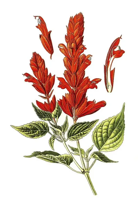 Framed Print : Scarlet Sage, tropical sage (Salvia splendens)