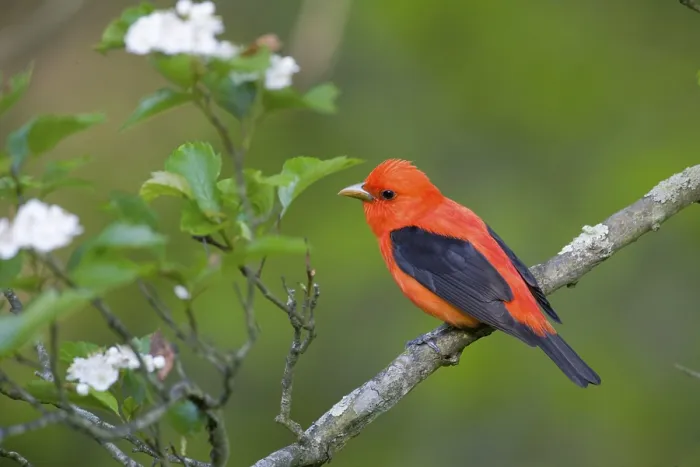 Framed Print : Scarlet tanager (Piranga olivacea)