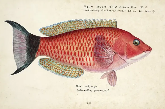 Framed Print : Scarlet wrasse, Pseudolabrus miles, fish, reproduction of an original, by Frank Edward Clarke (b. 1849, d. 1899), ichthyologist and scientific draughtsman